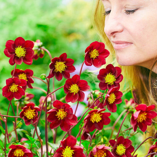 Mexican Star Dahlia