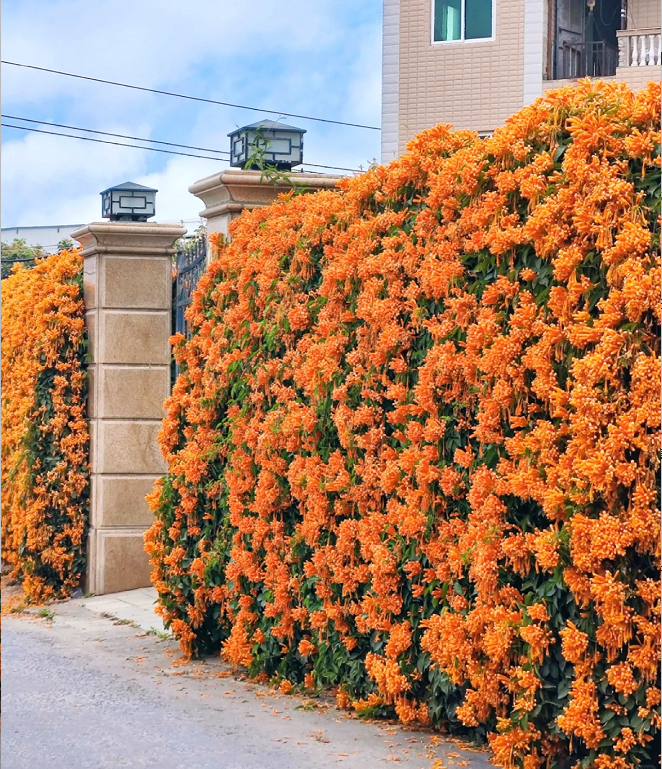 Mixed Climbing Flower Seeds -Over 30 kinds mixed