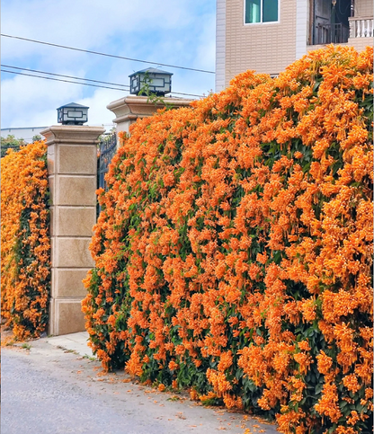 Mixed Climbing Flower Seeds -Over 30 kinds mixed