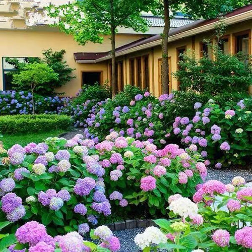 Hydrangea Seed: Unlock Nature's Beauty