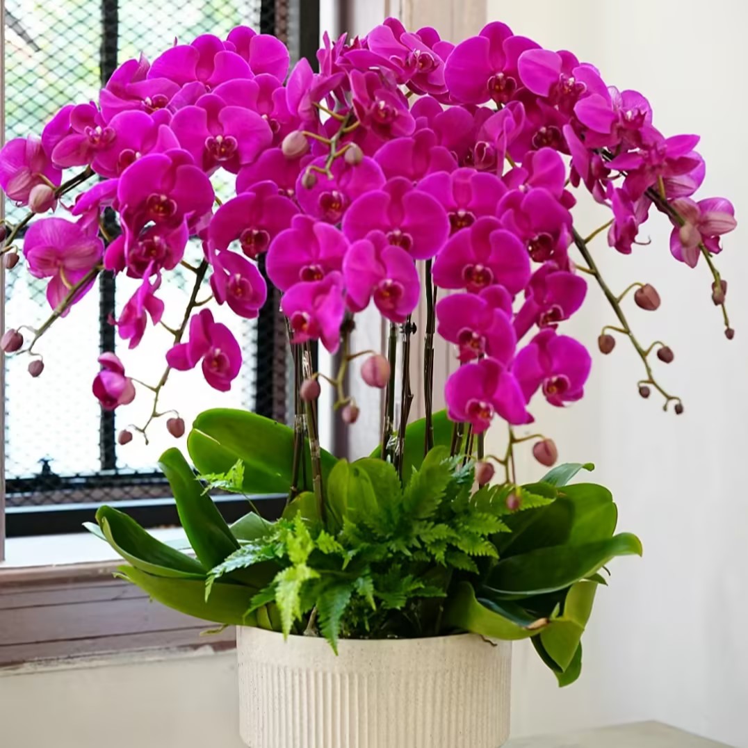 Phalaenopsis Seeds