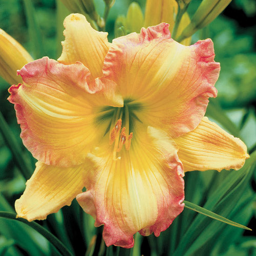 Daylily Hybrid Flowers Seed