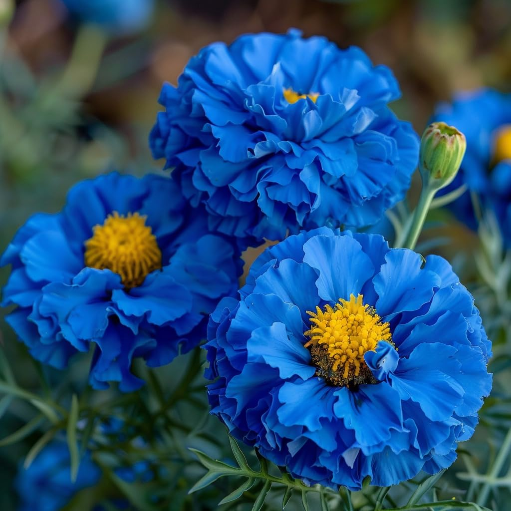 🌸Colorful Marigold Seeds