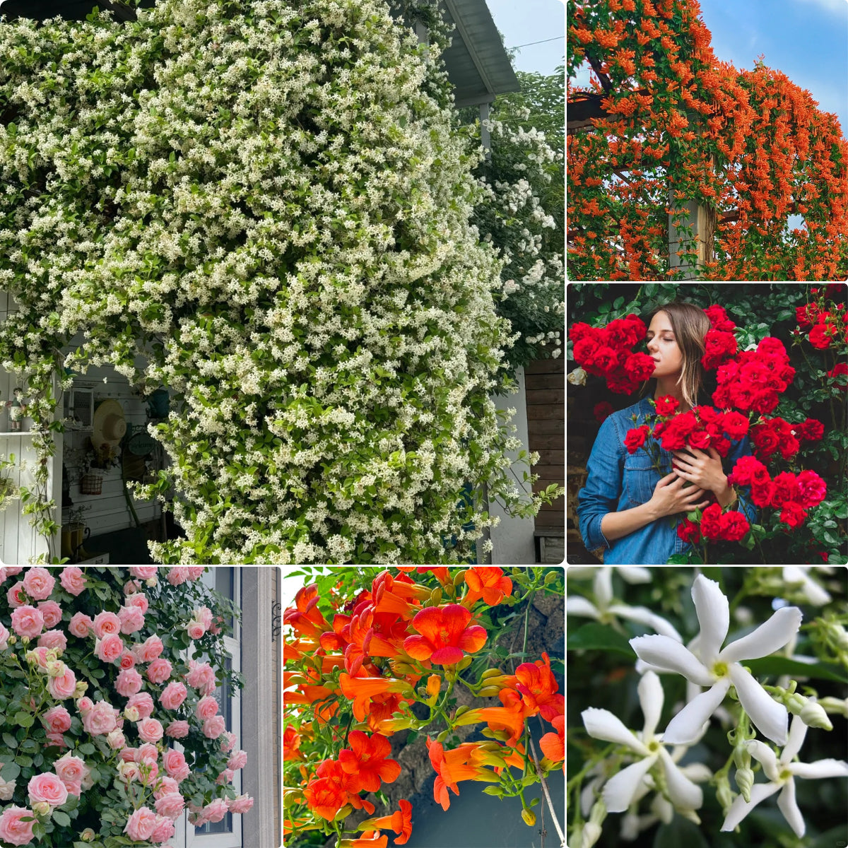 Climbing Plants Mix Seeds