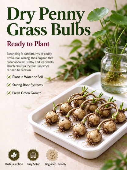 💰 Coin-leaf plant bulb—your very own good fortune 🌿