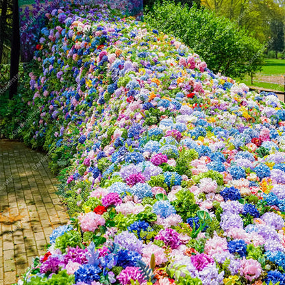 💐Endless Summer Hydrangea Falls
