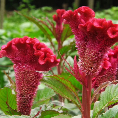 Cockscomb Celosia Seeds