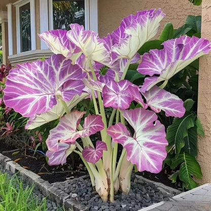 🌿Garden Favorite Hosta Bulbs – Lush Foliage, Shade-Loving Perennial Garden Plants🪴