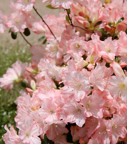 🌺Colorful Rhododendron Seeds
