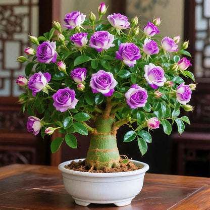 🌵🌺Desert Rose Bulbs