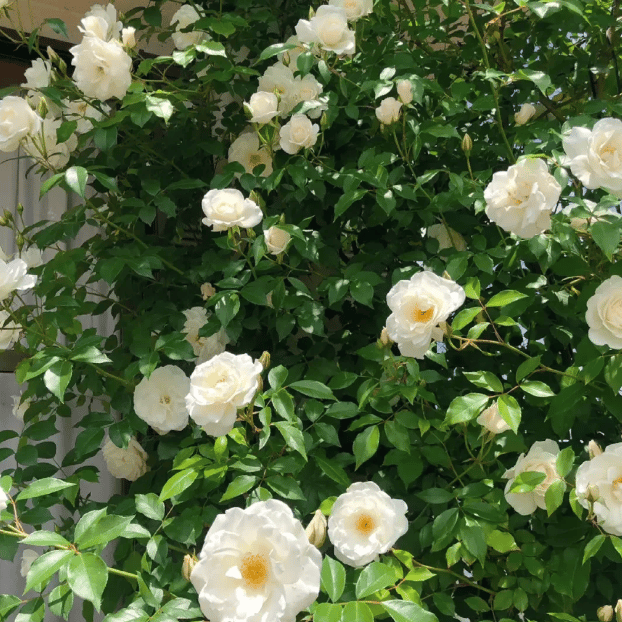 Spring Promotion 49% OFF - 🌱Climbing Rose Seeds