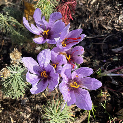 Saffron Crocus Bulbs - Crocus Sativus
