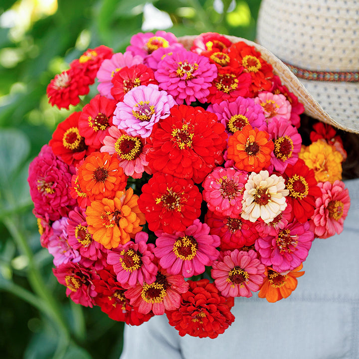 🌺Double Dwarf Zinnia Seeds