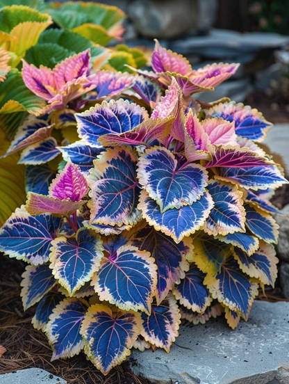 🌿Frost-Resistant Rare Color Coleus – Brighten Your Space with Unique Foliage 🌿