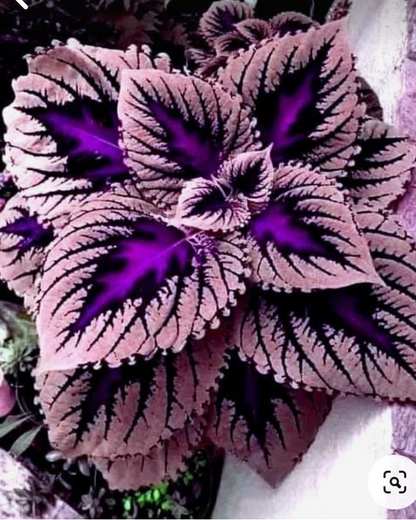 🌿Frost-Resistant Rare Color Coleus – Brighten Your Space with Unique Foliage 🌿