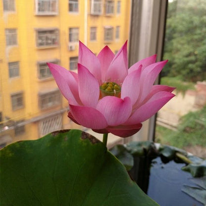 The Sacred Bonsai Lotus Flower