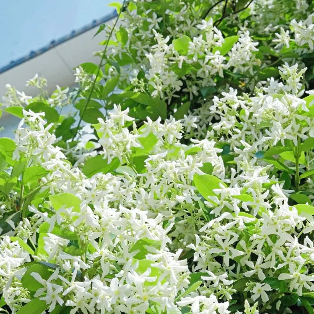 🌟Star Jasmine🌟