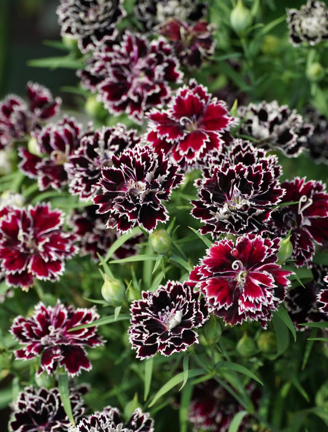 Dianthus Heddewigii Black White Carnation Flower Seed, Dianthus Flower, Natural, Non GMO, Heirloom
