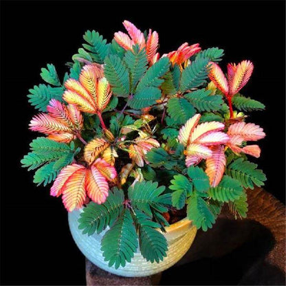 COLORFUL MIMOSA SEEDS