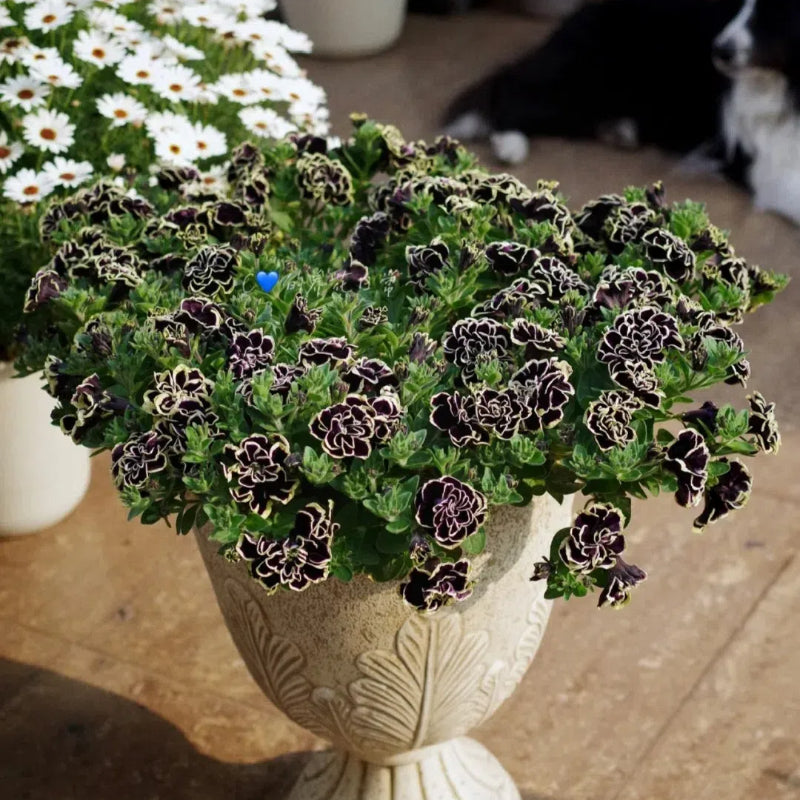 Double Petunia Seeds