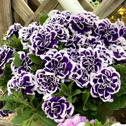 Black Pearl Double Petunia Seeds