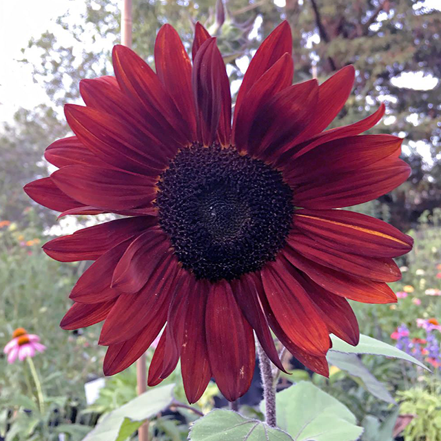 Red Wine Sunflower