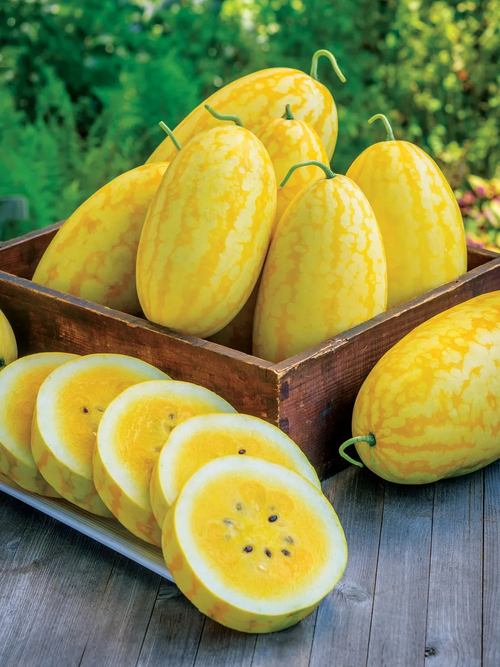 Gold In Gold Hybrid Watermelon Seeds