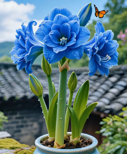 🌺 Amaryllis Bulbs– Dramatic Blooms, Effortless Grace! 🌿✨