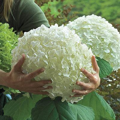 Hydrangea Seed: Unlock Nature's Beauty