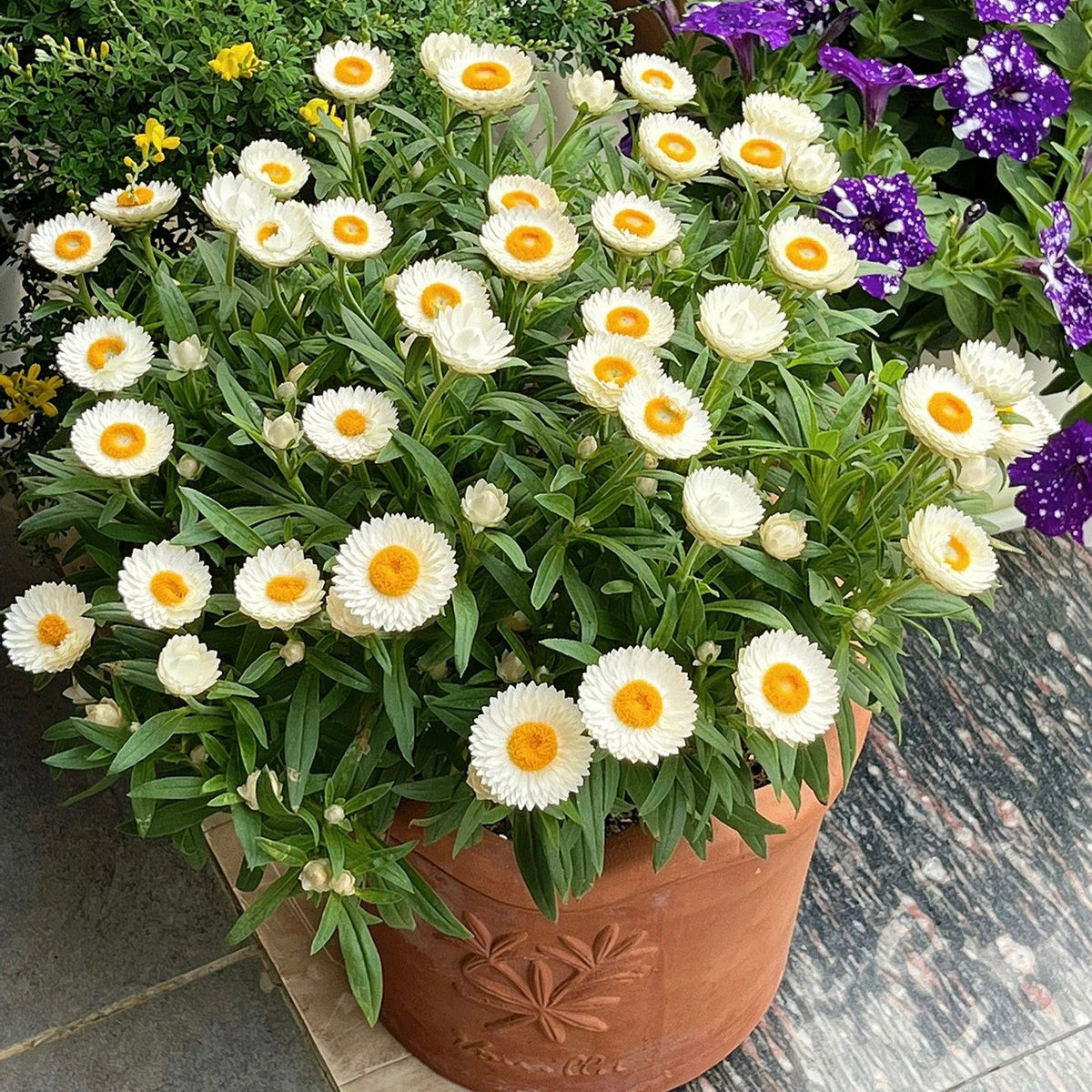 Strawflower Seeds Xerochrysum Bracteatum