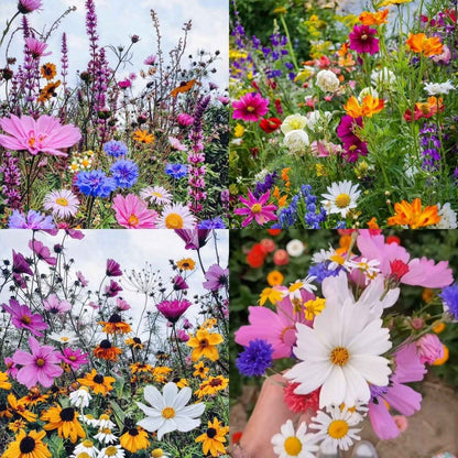 Mixed Perennial Flowers Seeds-Over 60 kinds mixed
