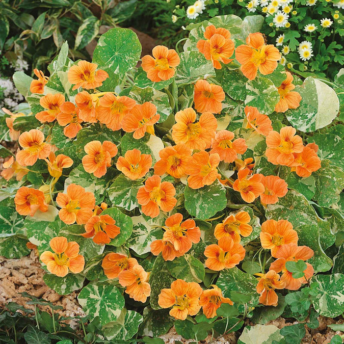 Nasturtium Seeds– Edible Flower for Salads & Garden Color🌼