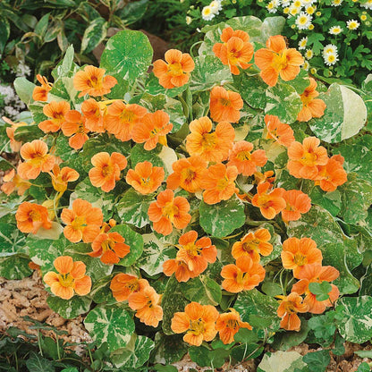 Nasturtium Seeds– Edible Flower for Salads & Garden Color🌼