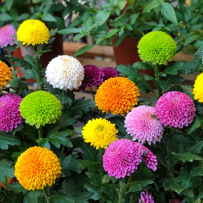 🏵️Colorful Ping Pong Chrysanthemum Seeds