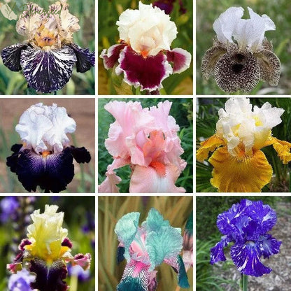 Multi Iris Seeds: Vibrant, Resilient, and Spectacular Blooms