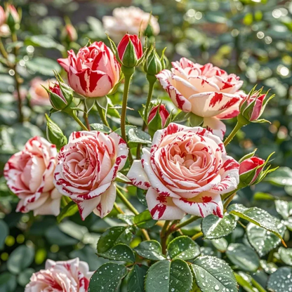 Neil Diamond Rose: A True Garden Gem ✨