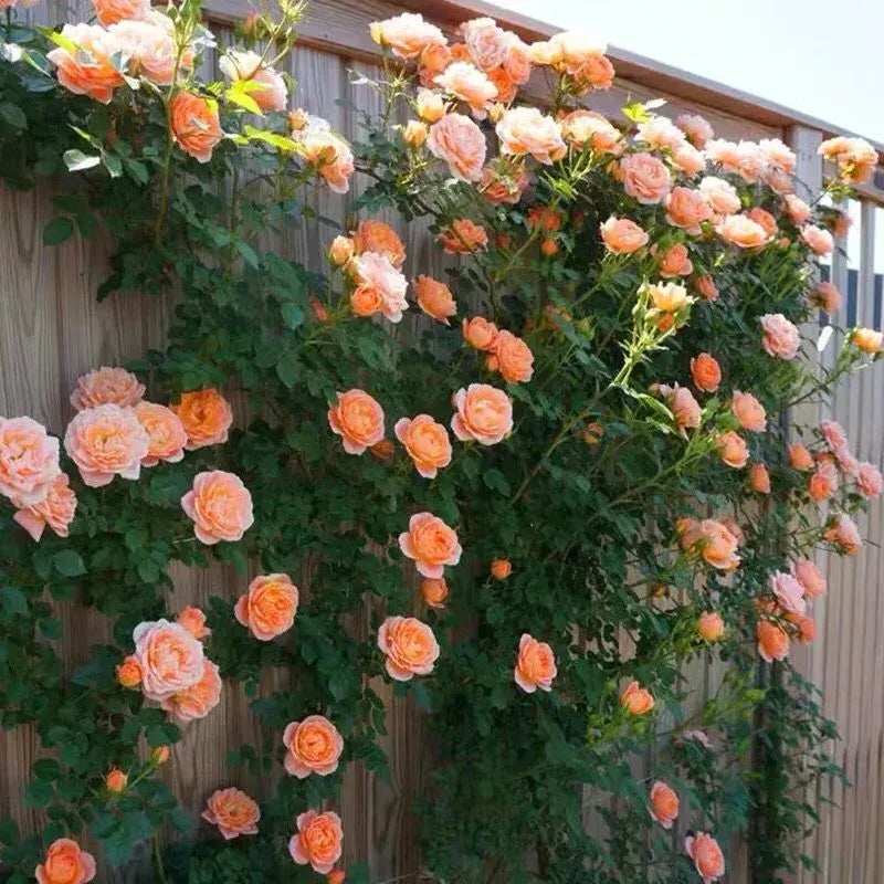 💐Beautiful Climbing Rose Seeds