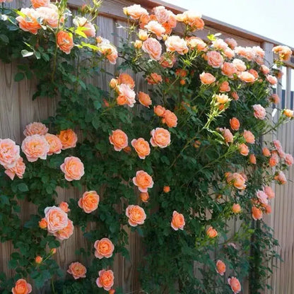 💐Beautiful Climbing Rose Seeds