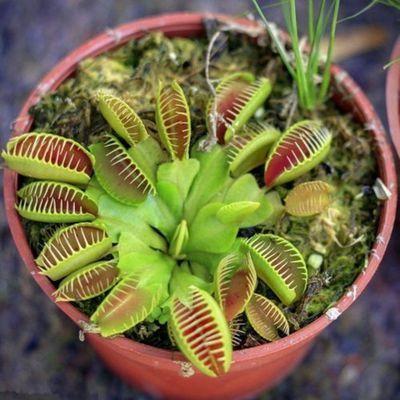 VENUS FLYTRAP SEEDS, PLANT SEEDS, INSECTIVOROUS PLANT, 100 SEEDS