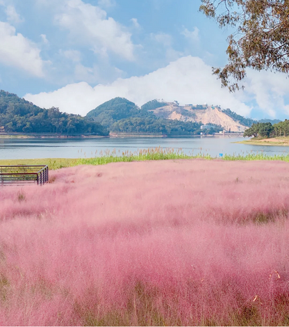 Pink Muhly Grass Seeds