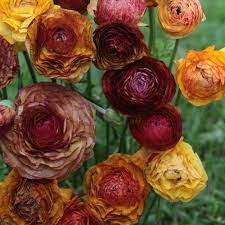 RANUNCULUS PICOTEE CAFE