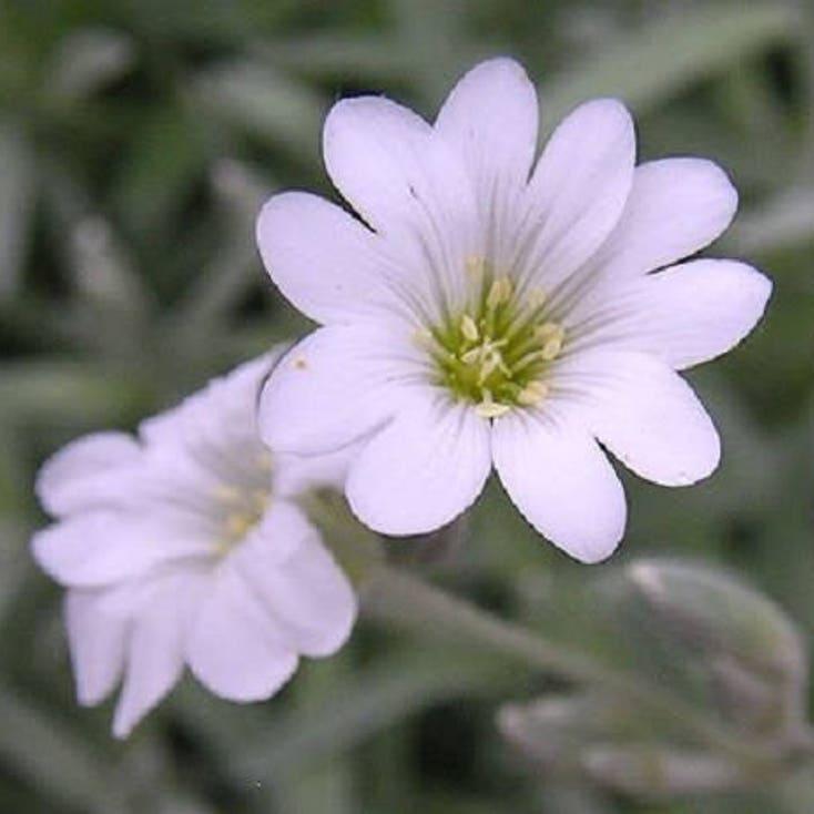 SNOW IN SUMMER (Chickweed) Cerastium Biebersteinii Flower Seeds