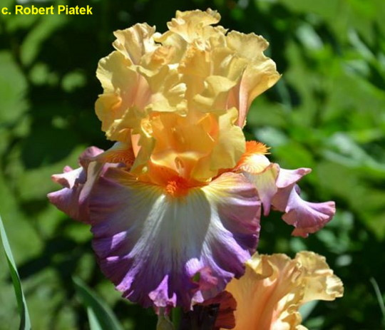Multi Iris Seeds: Vibrant, Resilient, and Spectacular Blooms