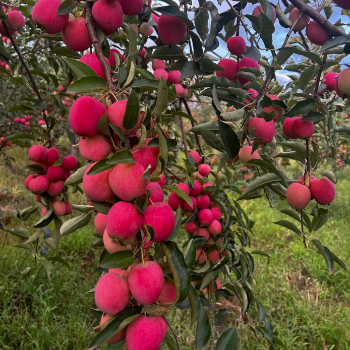 Xantolis Stenosepala Mini Apple Seeds