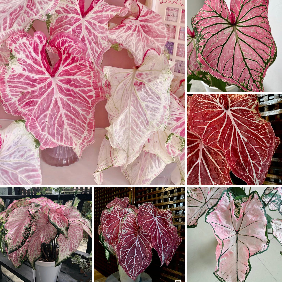 Peppermint Coleus Peperomia Obtusifolia Variegata Seeds