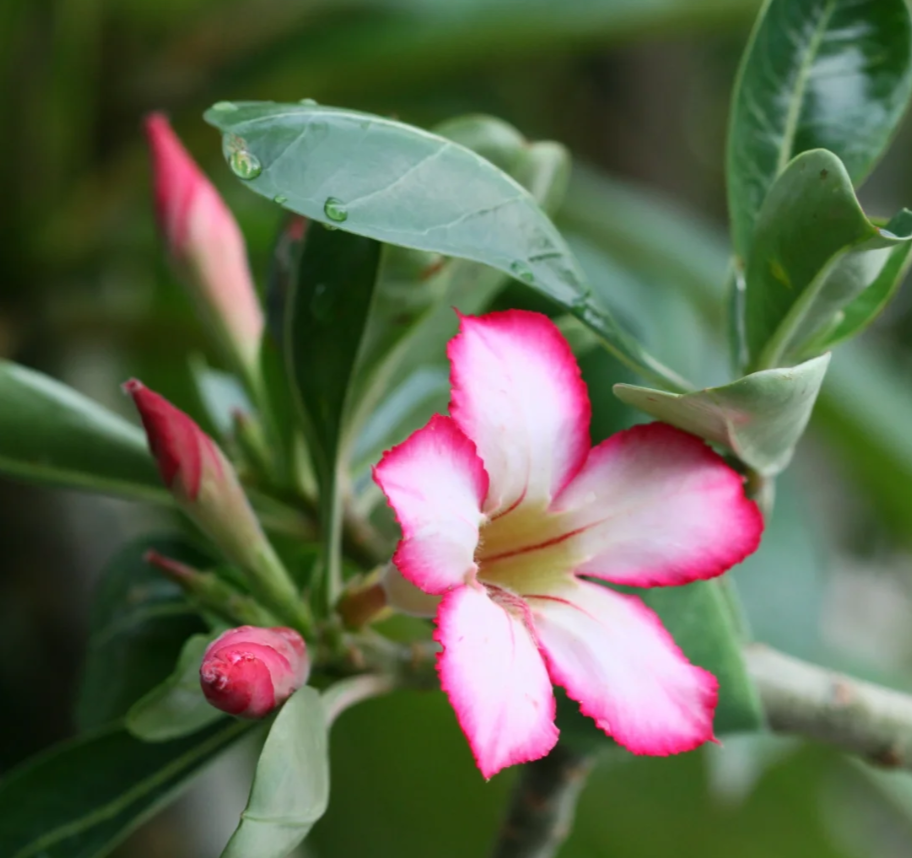 Pink Lady🌺Desert Rose Seeds