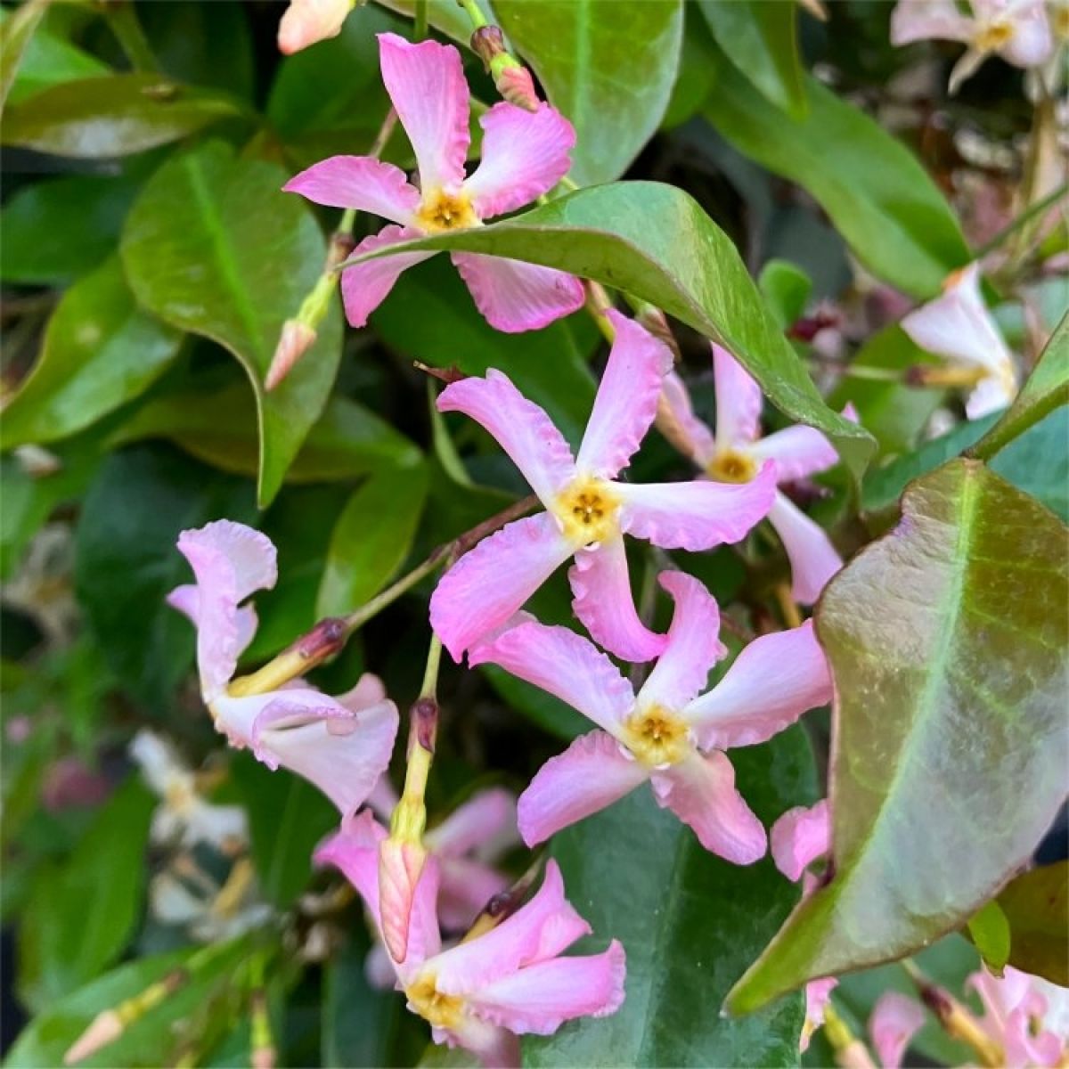 🌟Star Jasmine🌟