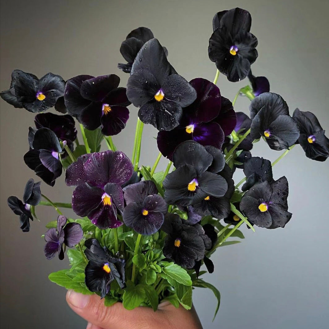 Pansy Seeds Black Devil Pansy