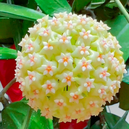 Hoya Carnosa Flower Seeds-Large Hydrangea Clustered with Many Star-shaped Florets