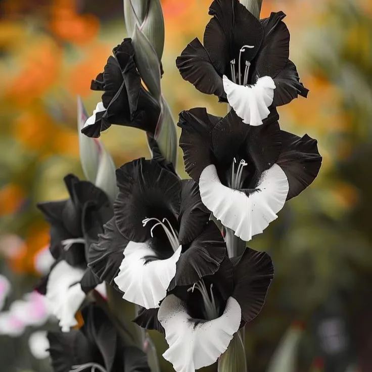 Rainbow Gladiolus Corms🌺